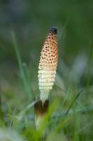 Grande Prêle - Epi sporifère (Equisetum telmateia)